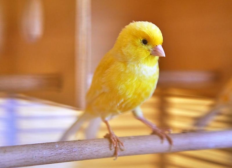 Birds Don't Live Long