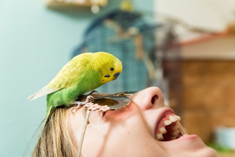 Birds Only Mimic Sounds