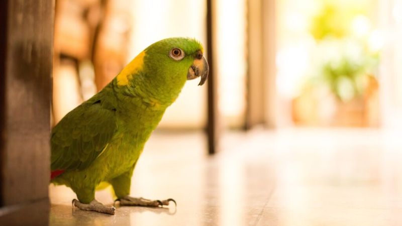 Birds Are Noisy All The Time
