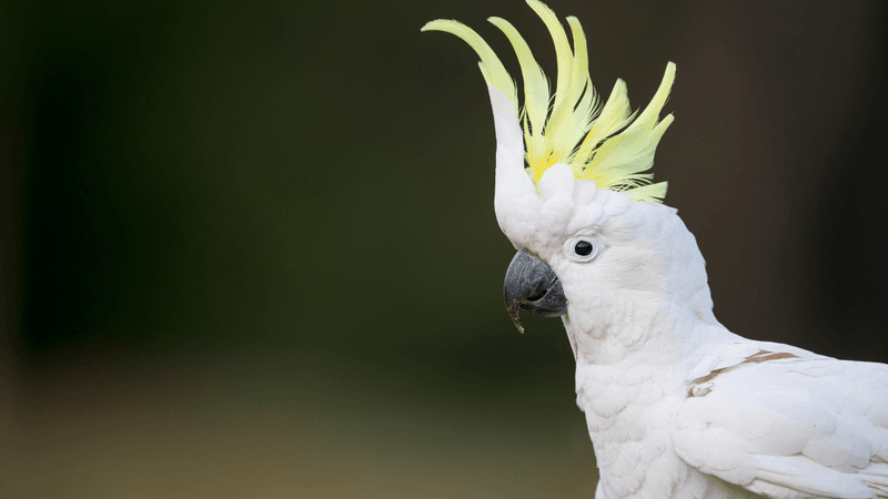 Birds Are Dirty Pets