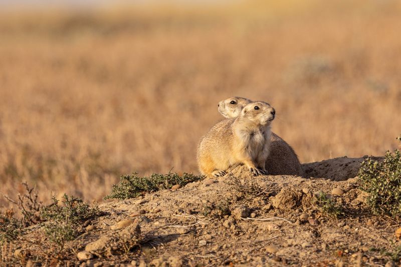 Prairie Dogs Expand Colonies