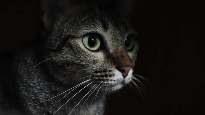 Cats