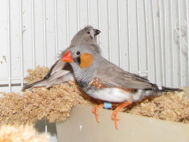 Birds Are All The Same Size