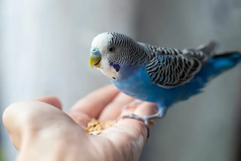 Birds Can Be Tamed Overnight