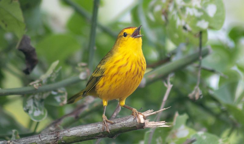 Screaming Matches: Birds Sing Louder To Be Heard