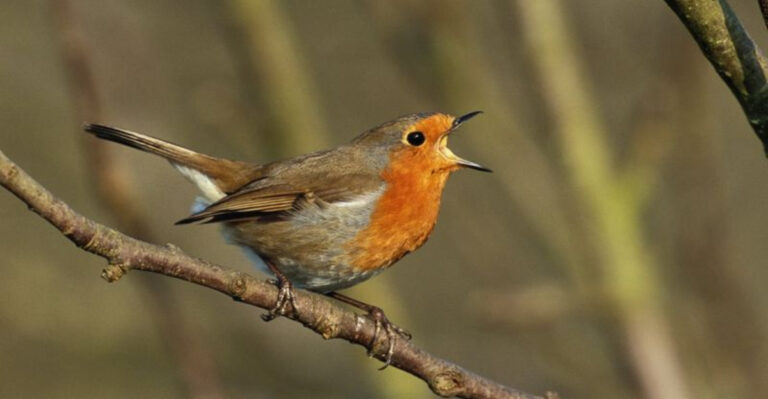 Birds With Road Rage? 12 Shocking Effects Of City Noise On Birds You Never Expected