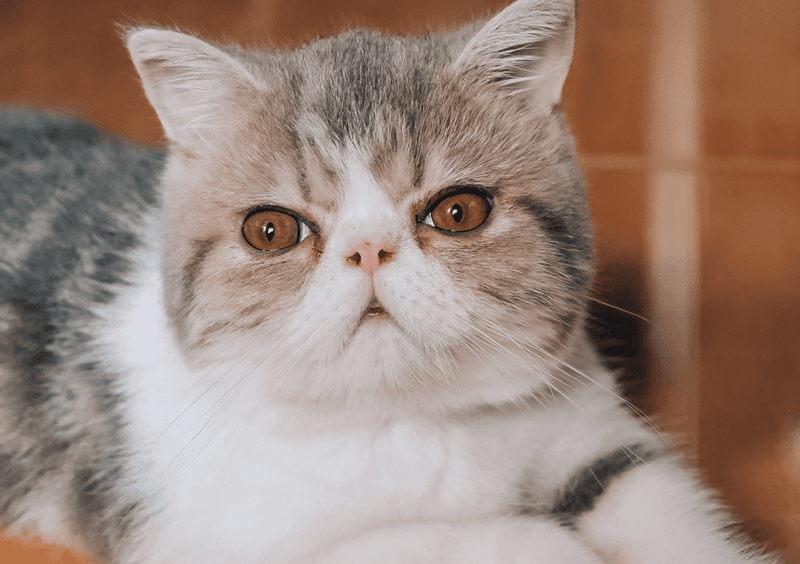 Exotics Shorthairs