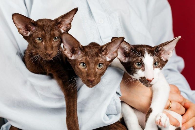 Oriental Shorthair