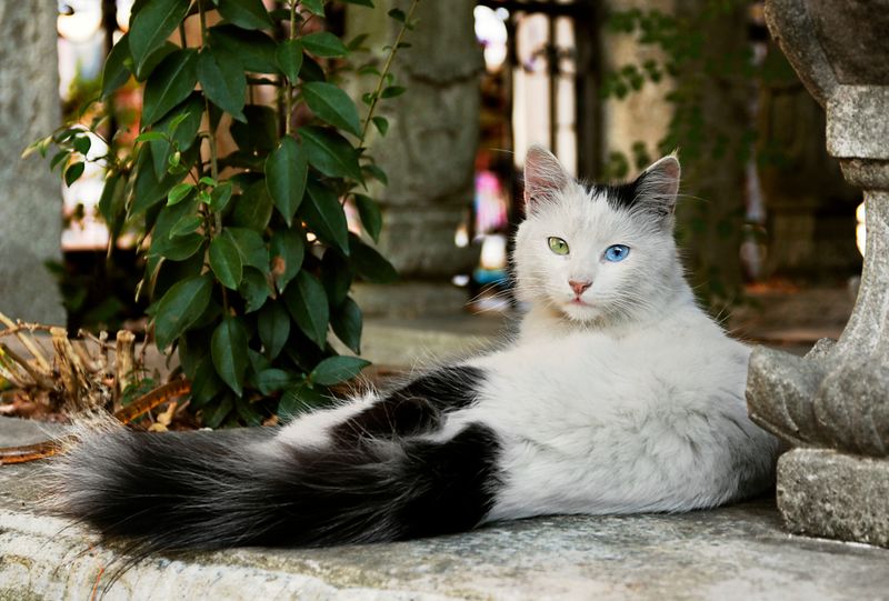 Turkish Angora's Cloud-Like Grace