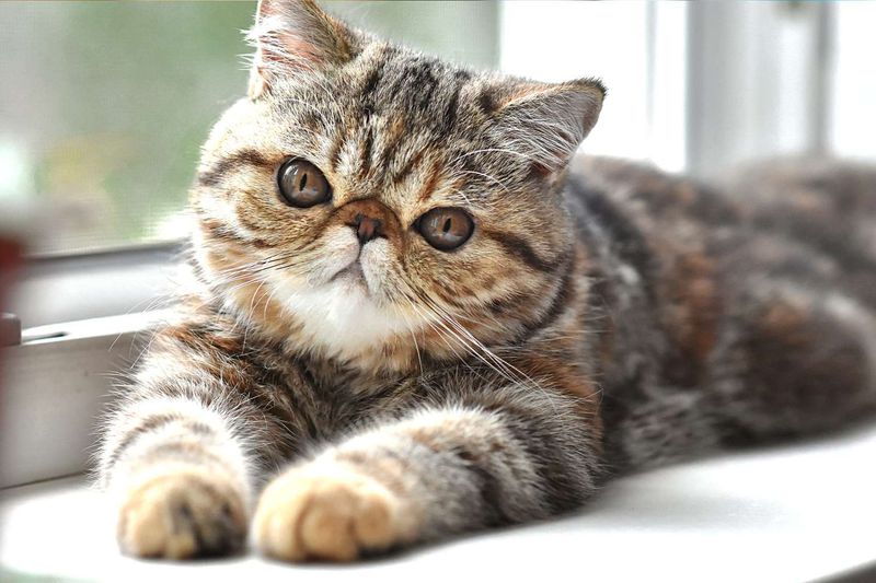 Exotic Shorthair: The Low-Maintenance Persian