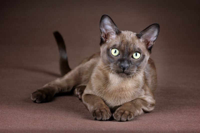 Burmese: Lap Cats Extraordinaire