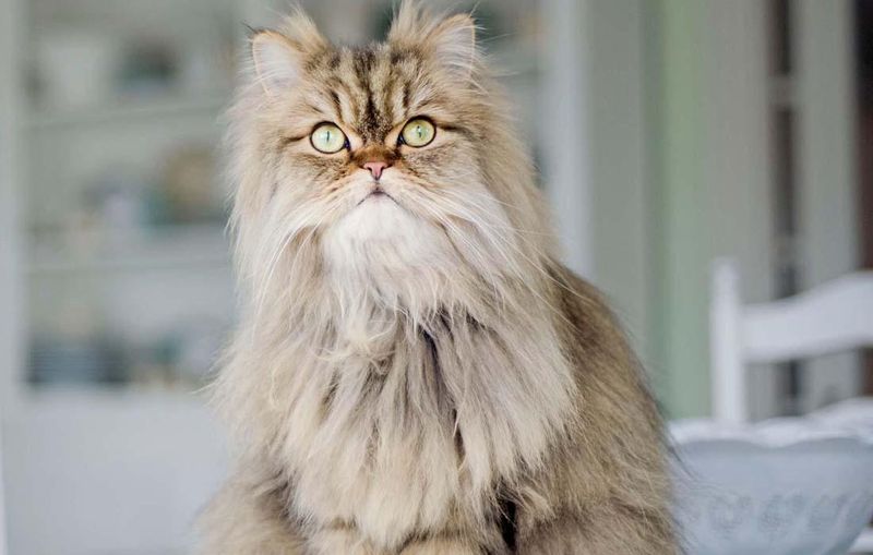 Persian
