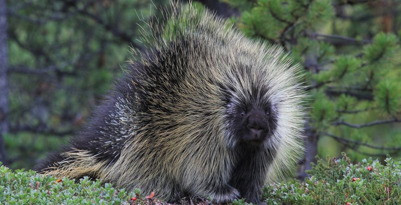 Porcupine