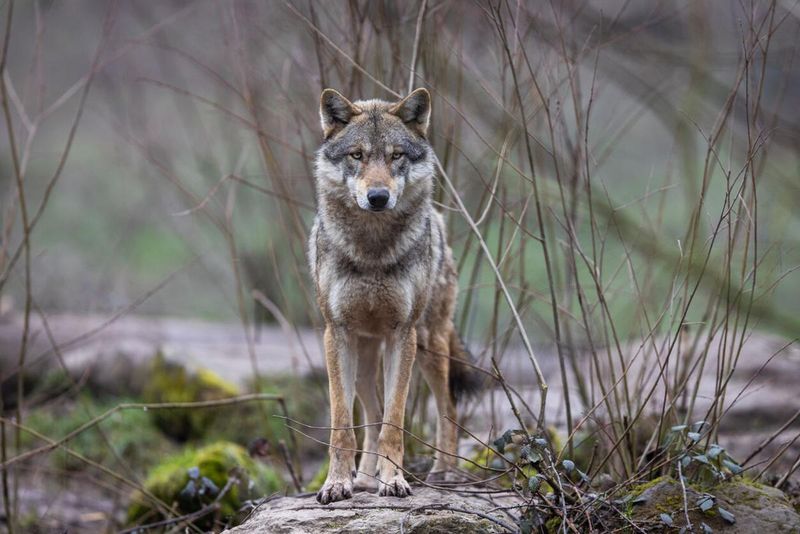 Wolves