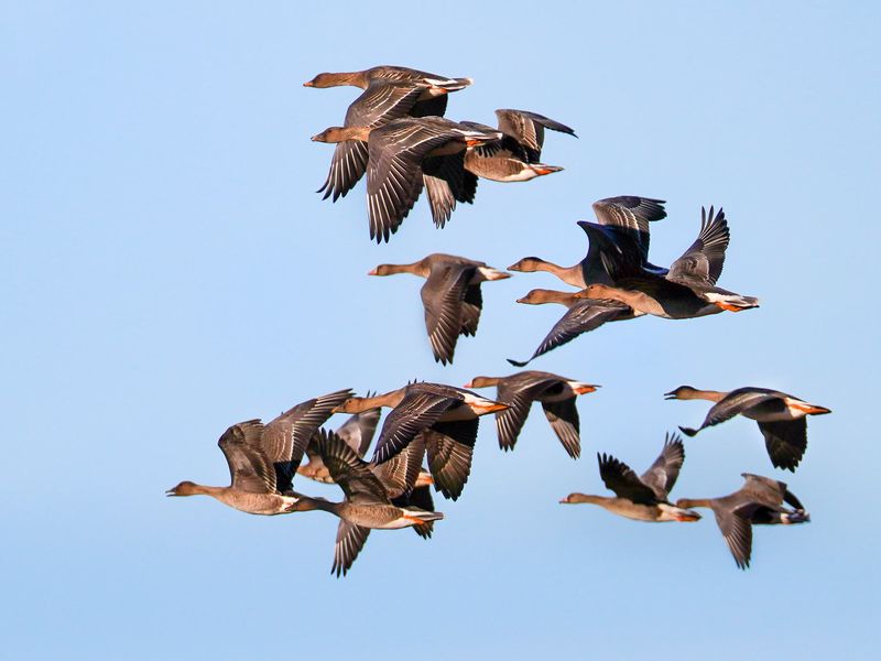 Taiga Bean Geese: The Arctic Wanderers