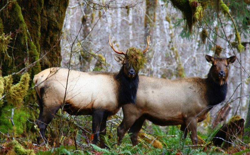 Roosevelt Elk At Olympic