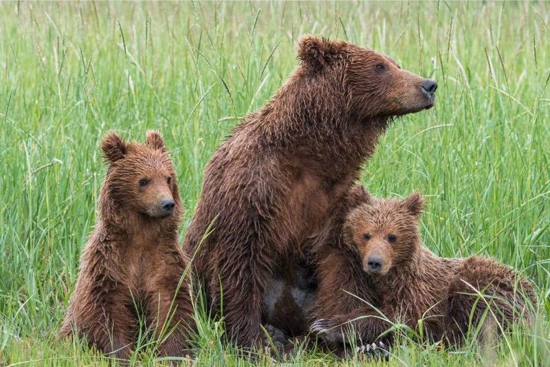 Grizzly Bears Foraging In Meadows