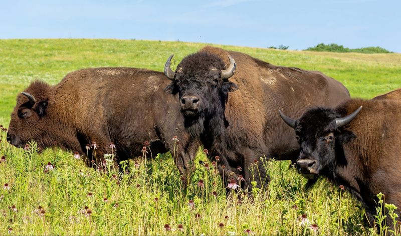 Grasslands Begin To Heal