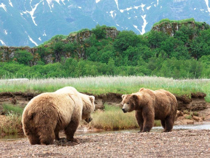 Grizzly Bear