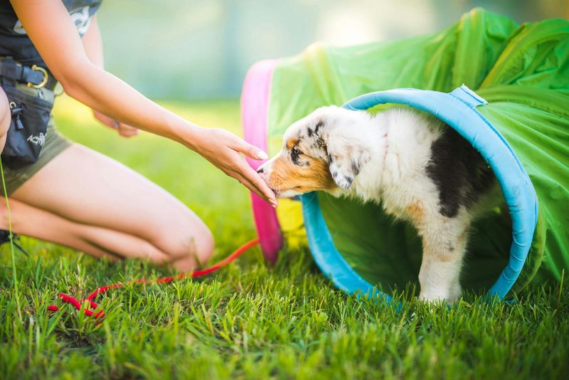 Behavioral Flexibility Development