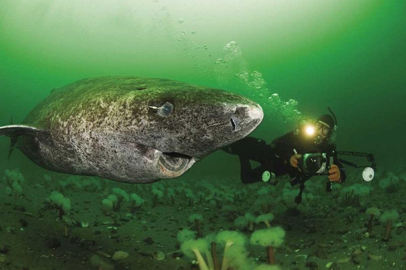 Sleeping Shark Myth