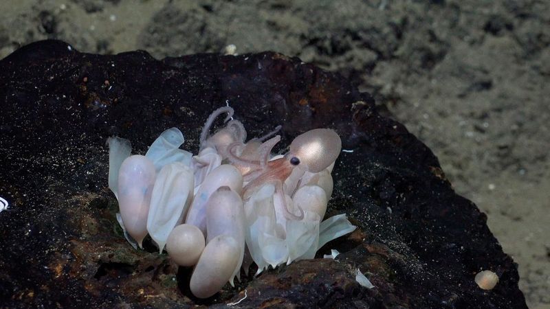 Octopus Nurseries Hidden In Lava Tubes
