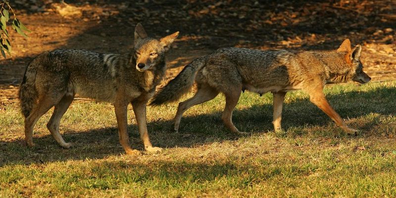 Coyote Pack Attack In Arizona