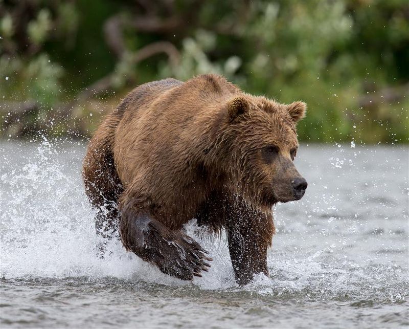 Alaskan Brown Bear