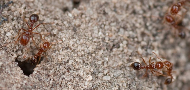 Fire Ants: Tiny Terrors