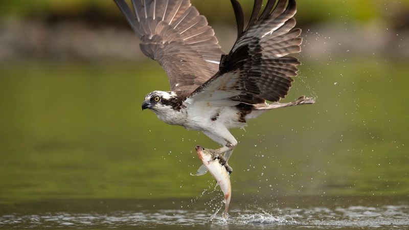 Osprey