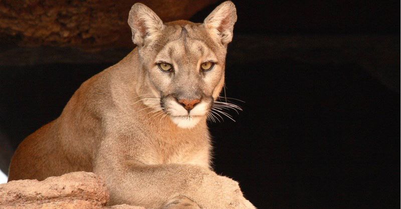 Mountain Lions
