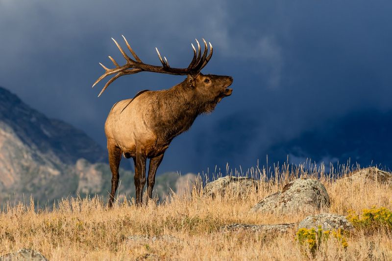 Elk