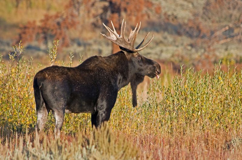 Moose Along Waterways