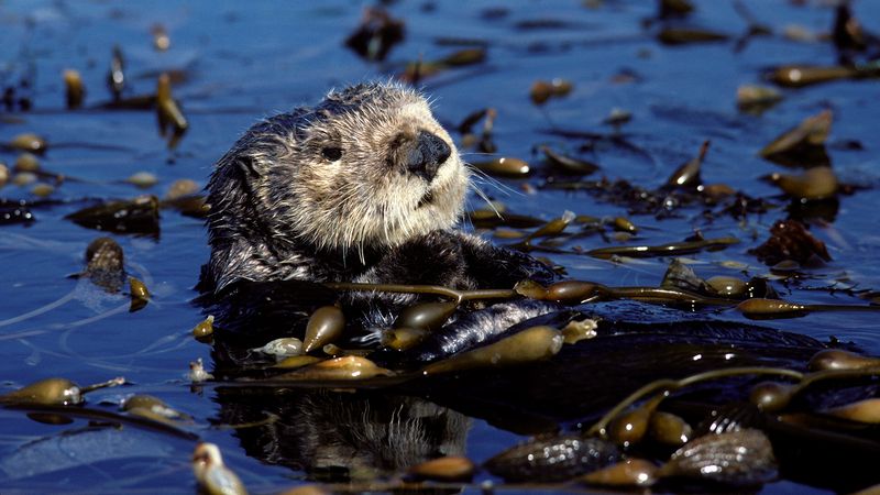 Sea Otters At Channel Islands