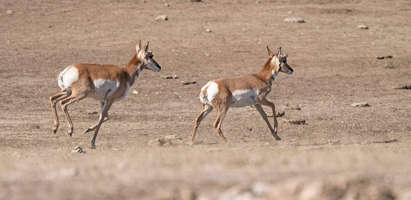 Pronghorn Antelope At Badlands