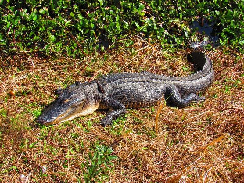 Florida's Sunbathing Alligators