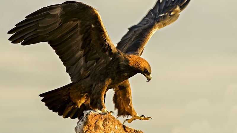 Golden Eagles: Aerial Assassins