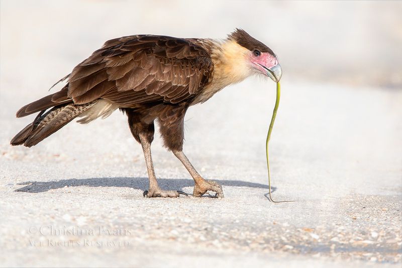 Caracara