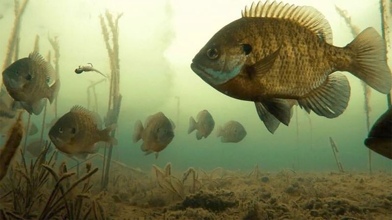 Bluegill: The Colorful Natives