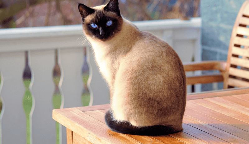 Siamese - The Vocal Manipulator