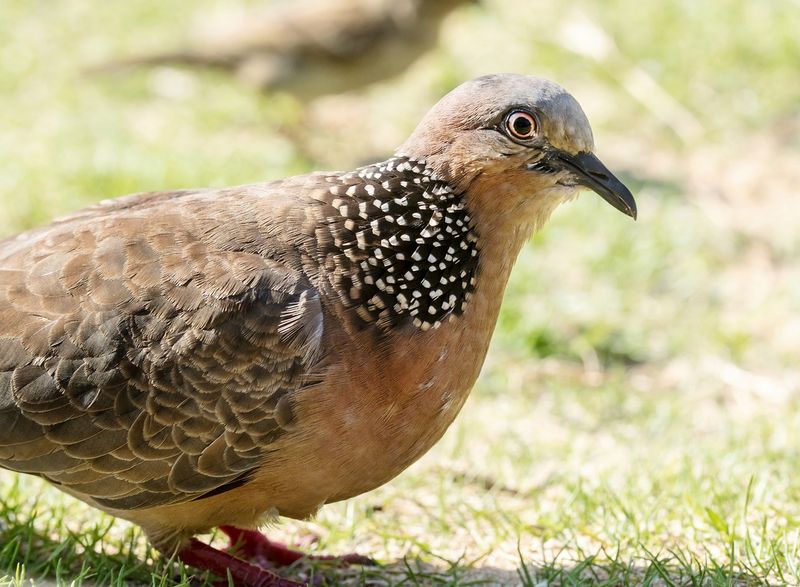 Spotted Dove