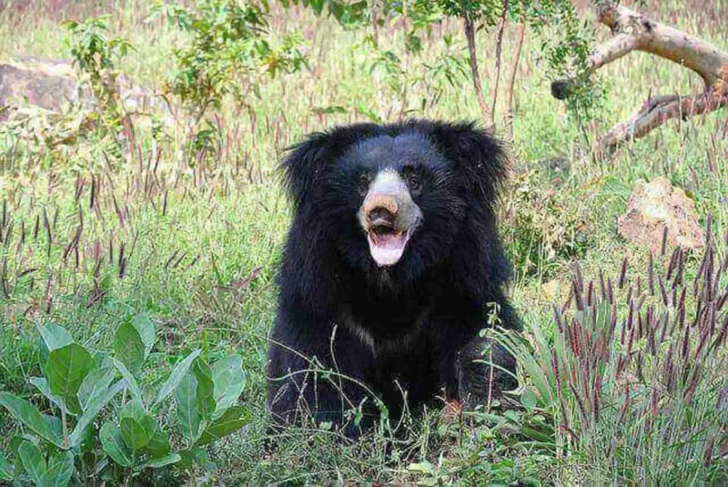 Sloth Bear (Under Controlled Environments)