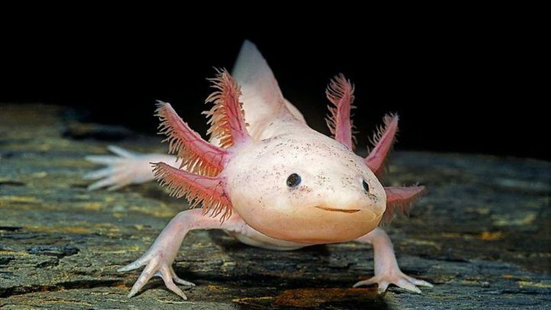 Axolotls