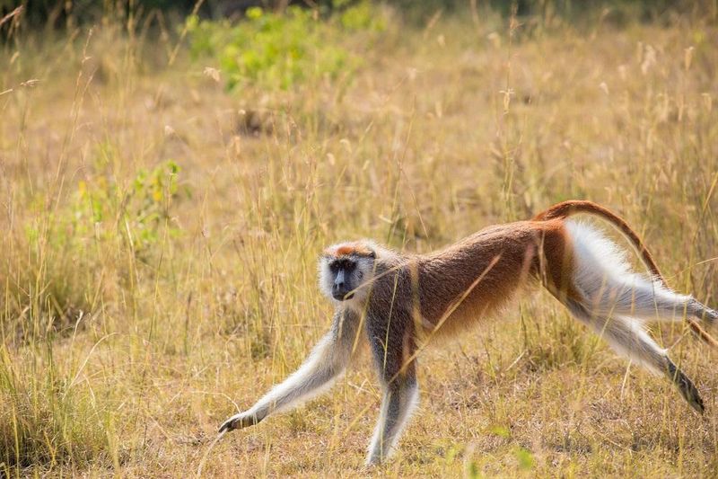 Patas Monkey