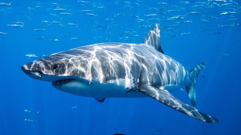 Shortfin Mako Shark: The Ocean Rocket
