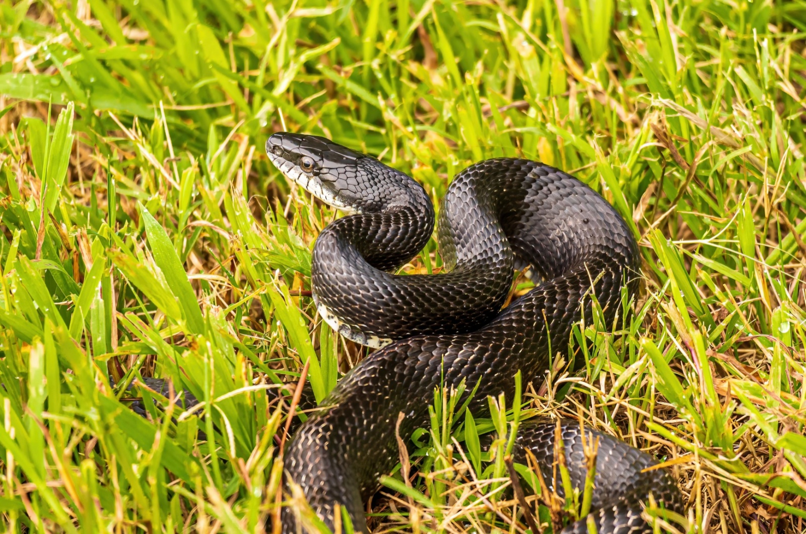 Black Rat Snake