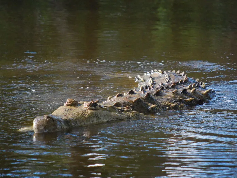 Orinoco's Prehistoric Predators