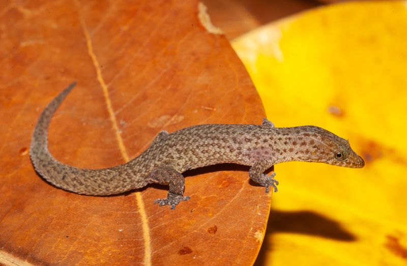 Nichol's Least Gecko