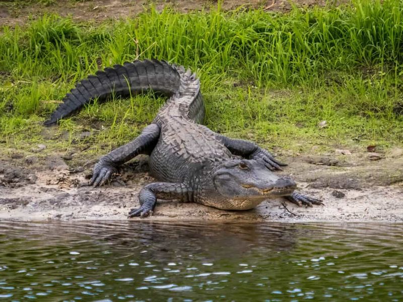 Alligator