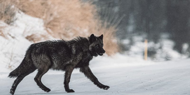 More Common In North America